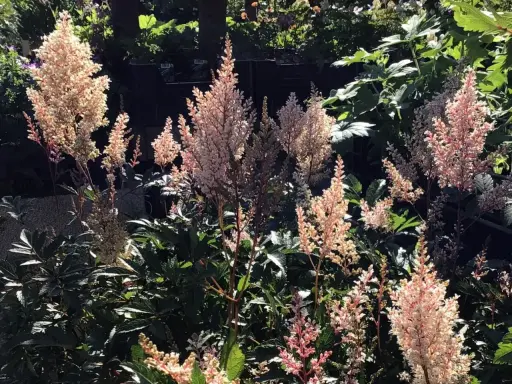Många fluffiga blomställningar av astilbe arendsii-gruppen i nyanser av rosa och vitt, badande i solljus.