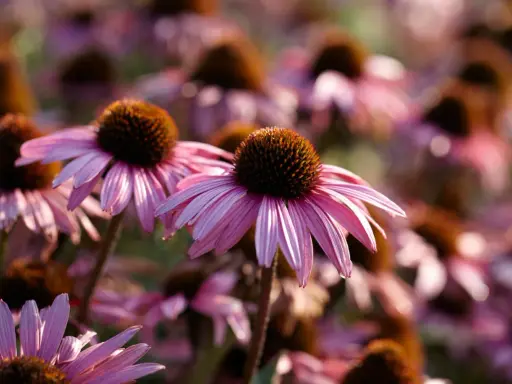 Närbild på en äng med många rosa blommor av arten bistorta officinalis. Solen lyser genom kronbladen.