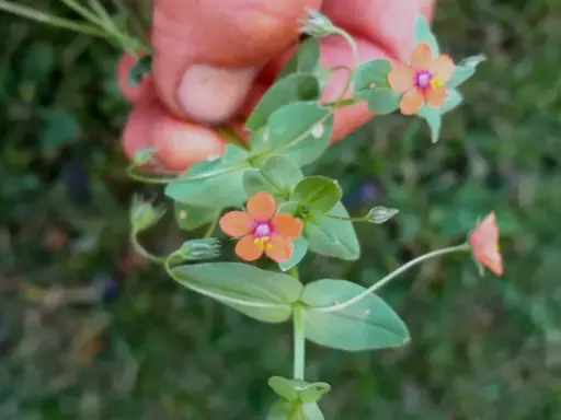 En hand håller en gren med små, orange pimpernel blommor. De har en lila mitt och gula ståndare.