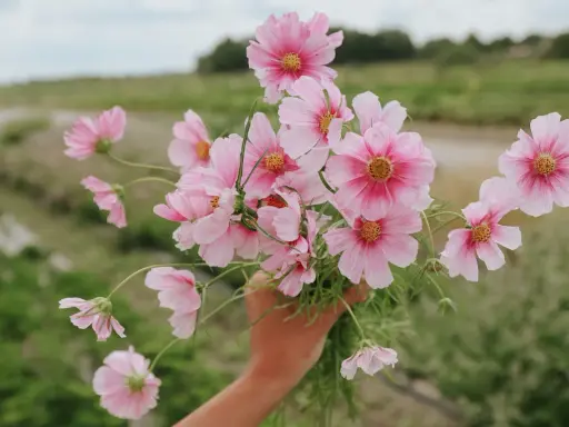 En hand håller en bukett ljusrosa blommor, liknande aster amellus, mot en suddig grön bakgrund.