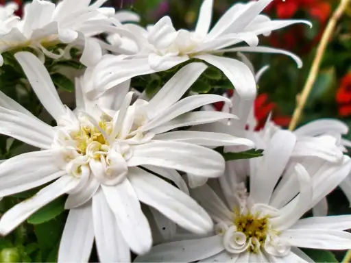Vita eurybia divaricata-blommor med sina fina kronblad och gula mitt.