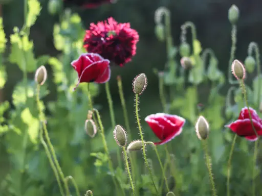 Röda vallmo, Papaver nudicaule, blommar i solljus. Knoppar och blommor i en lummig trädgård.