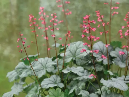 Vackra rosa blommor på alunrot giftig. Silvergröna blad bildar en tät bas.