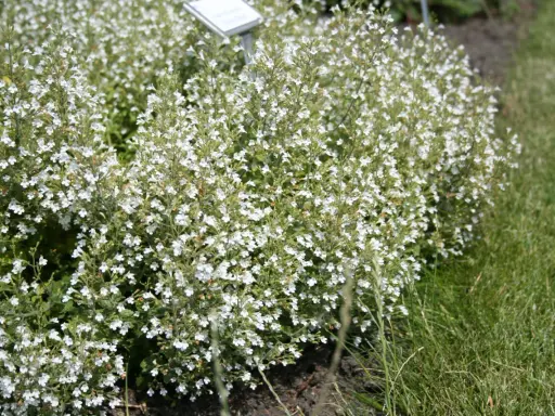 En tät buske med små vita blommor, calamintha nepeta, växer vid en gräsmatta.