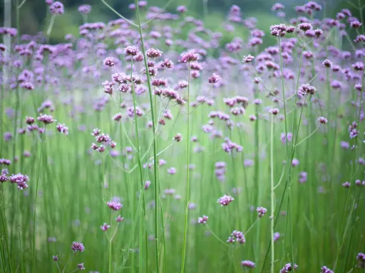 En äng fylld av lila verbena sorter, med höga stjälkar och små blommor som svajar i vinden.