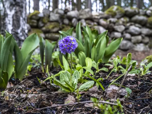 En ensam, vacker violett blomma står stolt i en trädgård med en stenmur i bakgrunden.