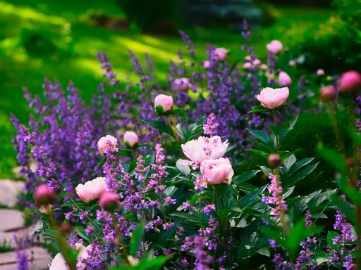 En lila perenn i full blom, omgiven av mjuka rosa pioner. En idyllisk sommardröm i trädgården.