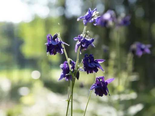 Mörklila aklejor blommar i solljus. Deras unika kronblad liknar små dansande figurer i den lummiga trädgården.