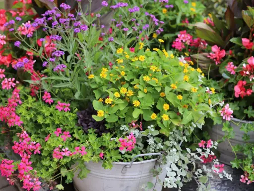 En blomstrande rabatt med lila verbena perenn, rosa pelargoner och gula blommor i en zinkbalja.