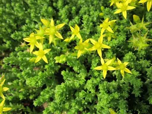En matta av gröna blad med små, gula blommor. En gul fetknopp lyser upp i det gröna.