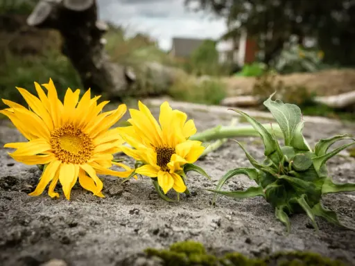 Två solgula blommor av arten Heliopsis helianthoides ligger på en sten. En grön knopp ligger bredvid.