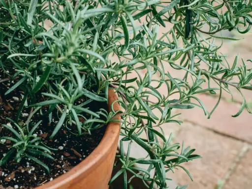 En frodig rosmarin perenn i en terrakottakruka, med sina aromatiska barr som sträcker sig ut mot en tegelstensbelagd bakgrund.