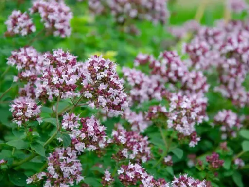 En tät matta av origanum vulgare, med små lila och vita blommor som spirar ur gröna blad.