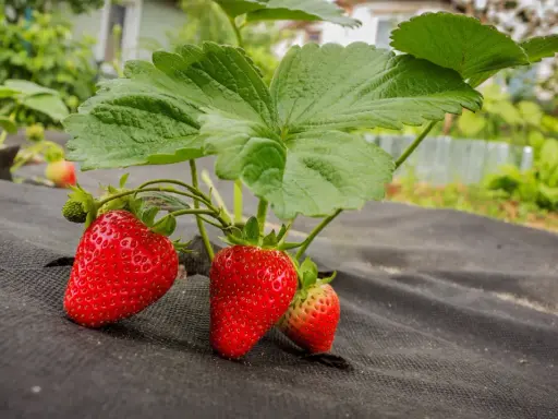 Röda, mogna fragaria ananassa hänger från en planta med gröna blad, redo att plockas.