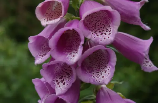 En klunga lila digitalis purpurea-blommor med prickiga insidor mot en grön bakgrund.