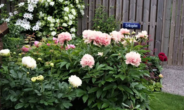 En lummig trädgård med olika pioner sorter i blom. Rosa och vita pioner dominerar framför ett staket med en blå skylt.