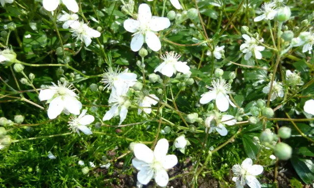 Små vita blommor av potentilla tridentata Nuuk växer tätt bland grön mossa och blad.