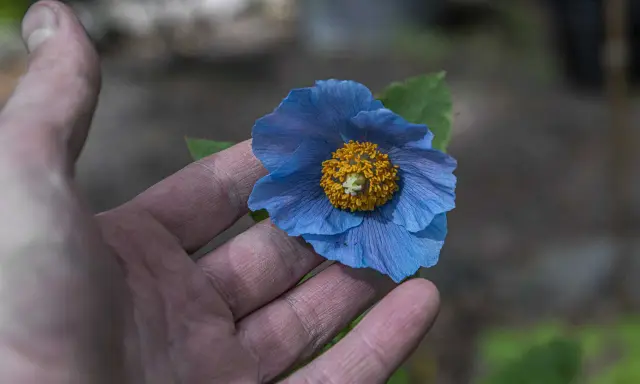 En hand håller en blå meconopsis betonicifolia med gul mitt.