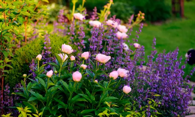 En rabatt med ljusrosa pioner och lila perenn i solnedgångens gyllene ljus.