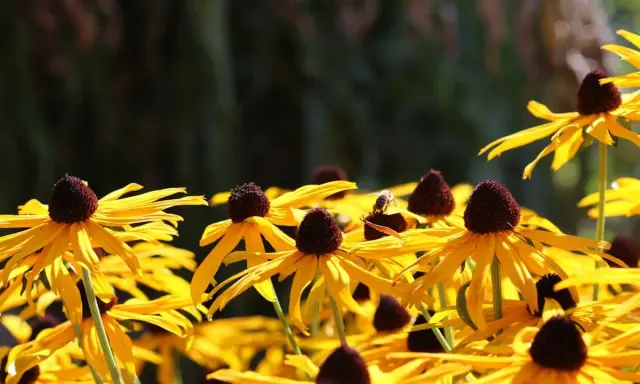 En solig dag med en humla som besöker en gul rudbeckia perenn. Blommorna lyser i gult med mörka mittar.