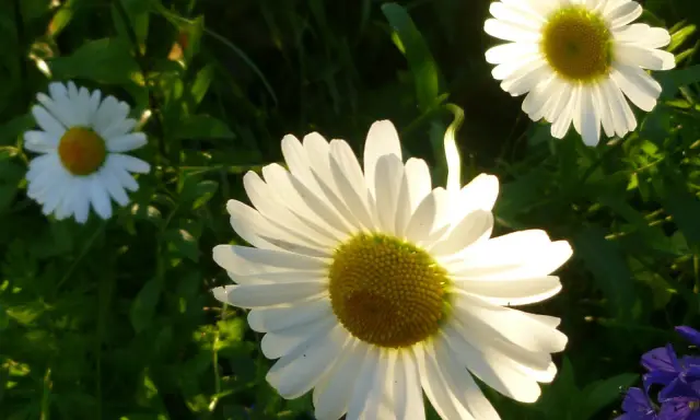 Tre vita prästkragar, Leucanthemum vulgare, lyser i solljuset bland gröna blad.