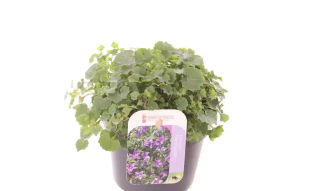 En kruka med en tät, grön murklocka perenn. Blommorna på etiketten är lila och liknar små klockor.