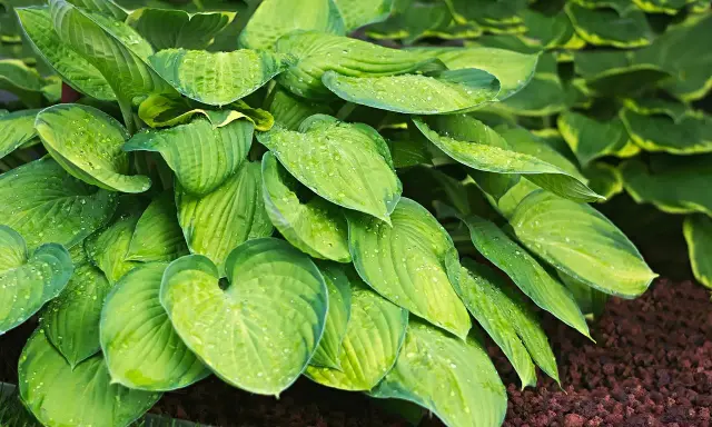 En frodig Hosta Fortunei med stora, gröna blad täckta av vattendroppar. Bladen har en vacker ådring och en lätt gulaktig kant.