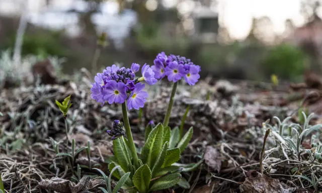 Två lila primula sorter blommar i en trädgård, omgivna av torra löv och nya gröna skott.