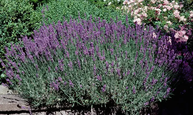 En frodig buske av lavendel, lavandula angustifolia 'Hidcote', blommar i en trädgård med rosa rosor i bakgrunden.