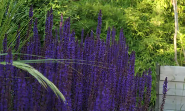 En tät rabatt med lila salvia blomma, en humla syns på en av blommorna. Gräs och gröna blad i bakgrunden.