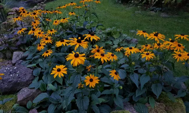 En rabatt med soliga rudbeckia fulgida blommor som lyser upp trädgården.