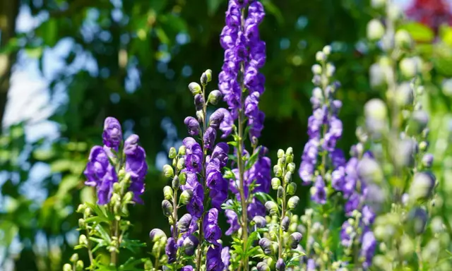Blå stormhatt, även känd som Aconitum napellus, blommar i en lummig trädgård.