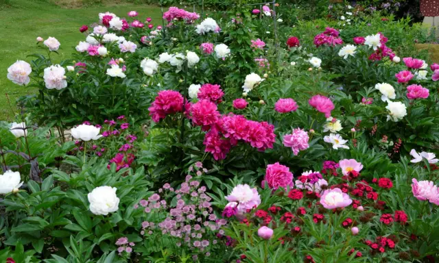 En frodig rabatt fylld med blomstrande pioner i olika nyanser av rosa, vitt och cerise. En dröm för alla som älskar pioner.