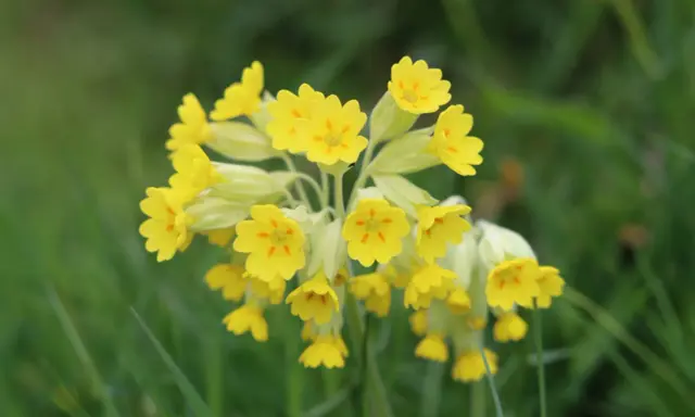 En klase solgula gullvivor, en fridlyst blomma, lyser upp den gröna ängen.