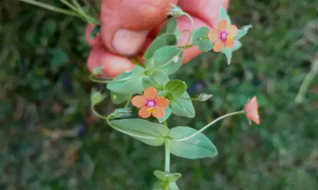 En hand håller en gren med små, orange pimpernel blommor. De har en lila mitt och gula ståndare.