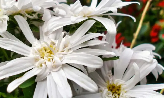 Vita eurybia divaricata-blommor med sina fina kronblad och gula mitt.