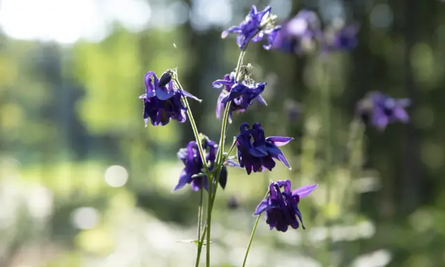 Mörklila aklejor blommar i solljus. Deras unika kronblad liknar små dansande figurer i den lummiga trädgården.