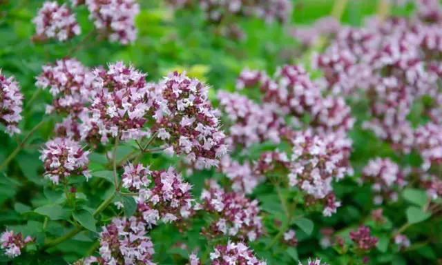 En tät matta av origanum vulgare, med små lila och vita blommor som spirar ur gröna blad.