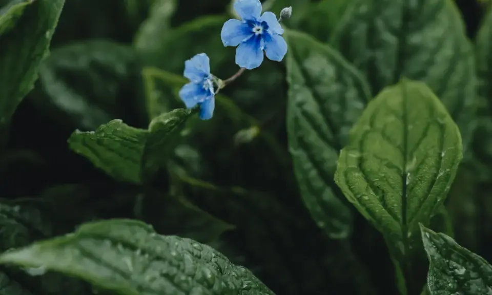 Två små, blå blommor lyser upp den mörka, gröna bakgrunden av bladverk. En vacker blå blomma perenn som ser ut att ha fått en dusch av regn.
