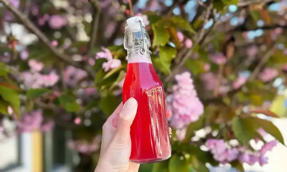 En hand håller en flaska med rosa rabarbersirap framför blommande körsbärsträd.