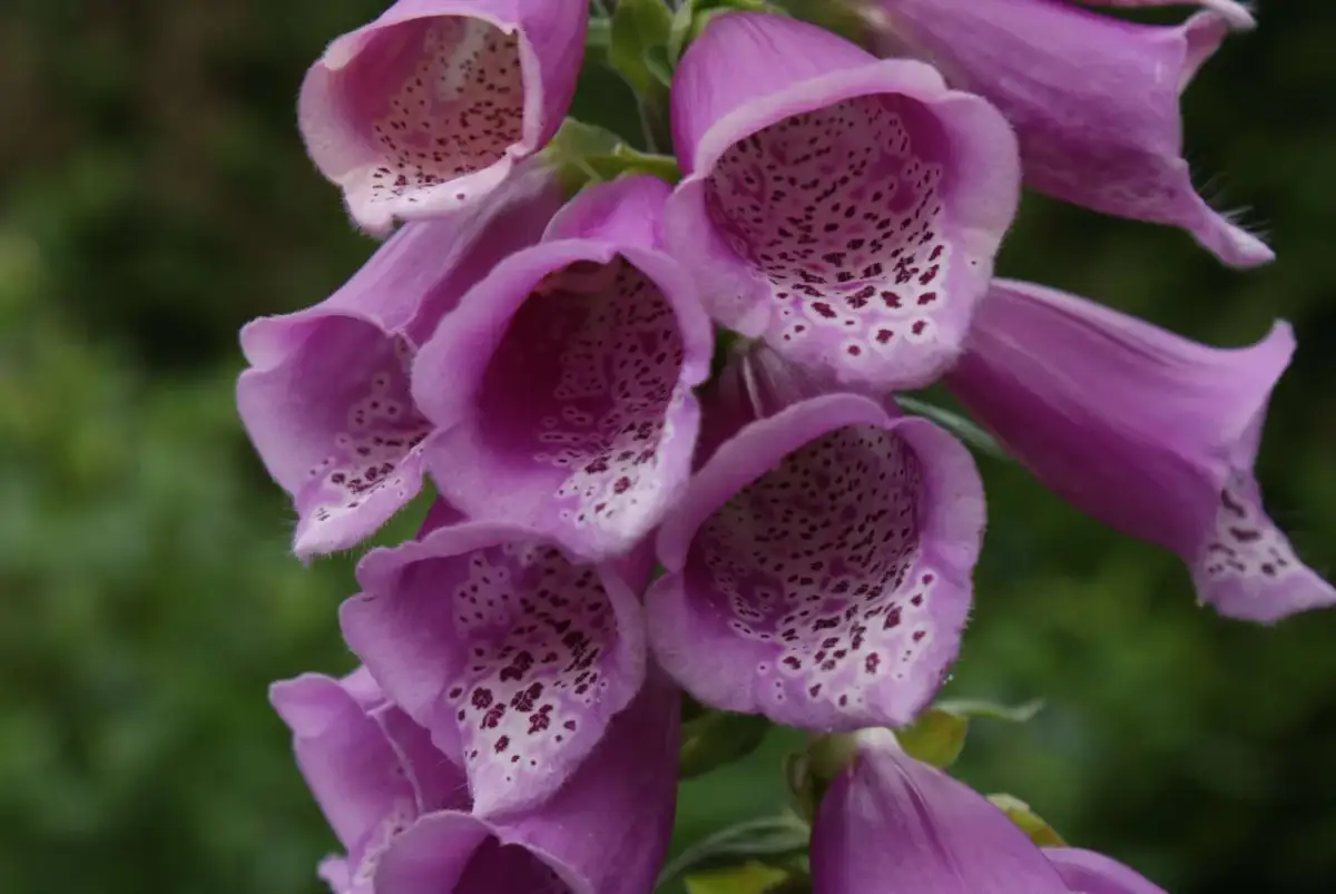 En klunga lila digitalis purpurea-blommor med prickiga insidor mot en grön bakgrund.