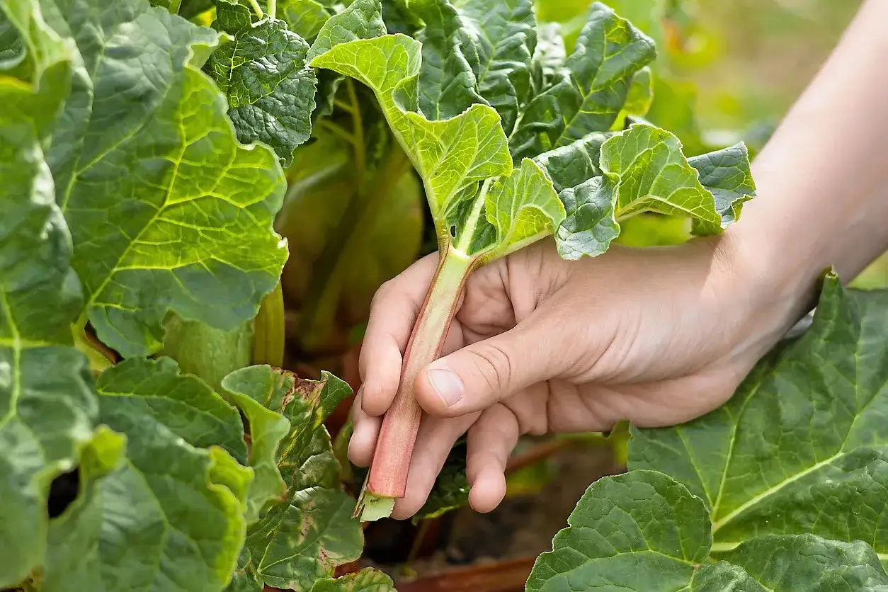 En hand plockar en stjälk av rheum rhabarbarum bland stora gröna blad.
