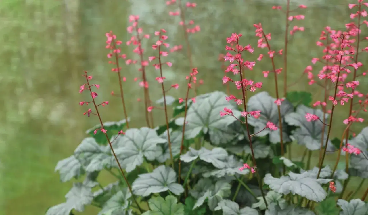 En alunrot perenn med silvergröna blad och små rosa blommor som svajar i vinden.