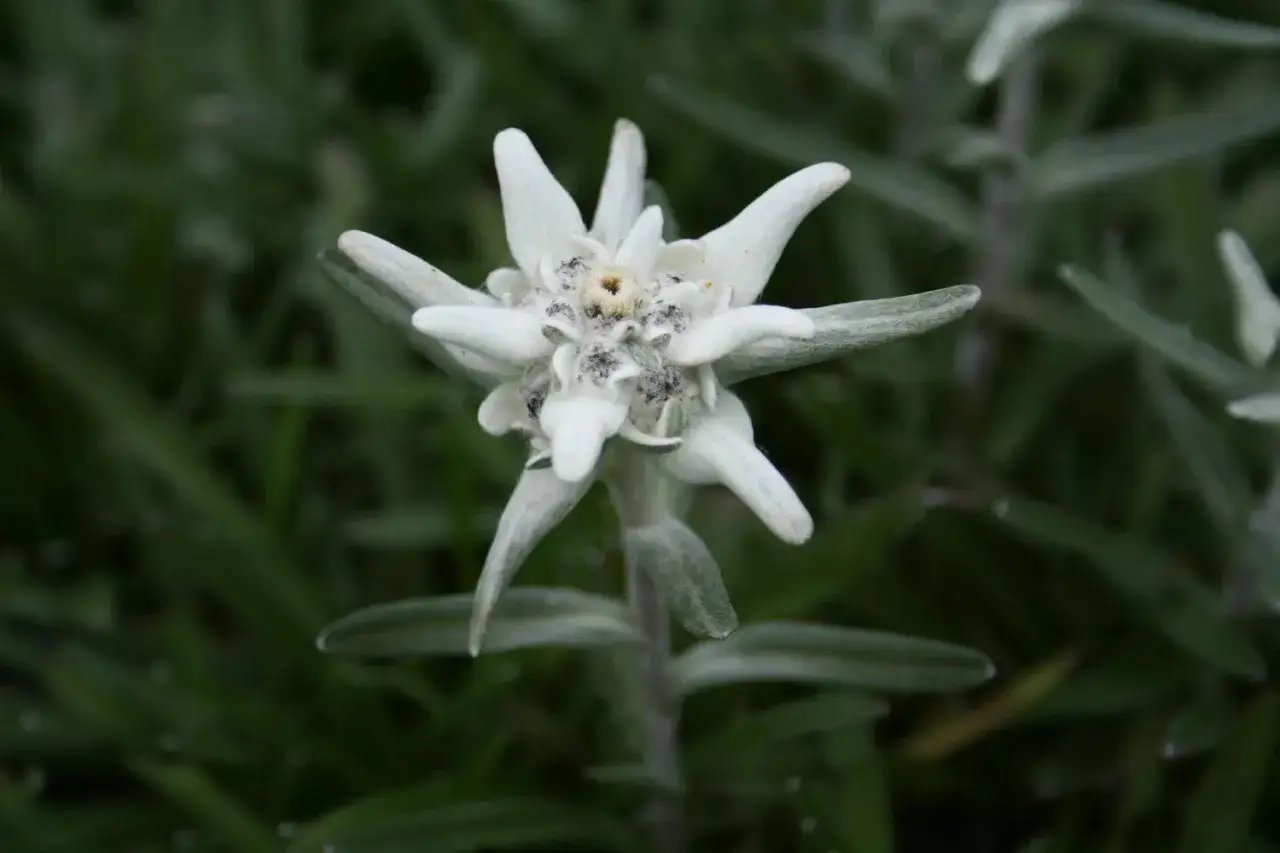 En vit, stjärnformad blomma, en leontopodium alpinum, reser sig mot en mörkgrön bakgrund av blad.