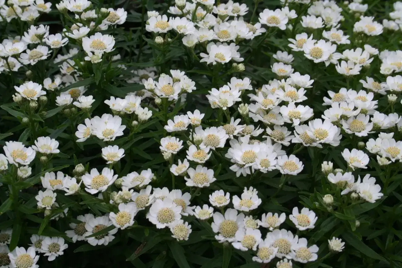 En tät matta av små, vita blommor med gula mittar. Achillea ptarmica, även kallad pärlblomster, sprider sig och skapar ett frodigt intryck.