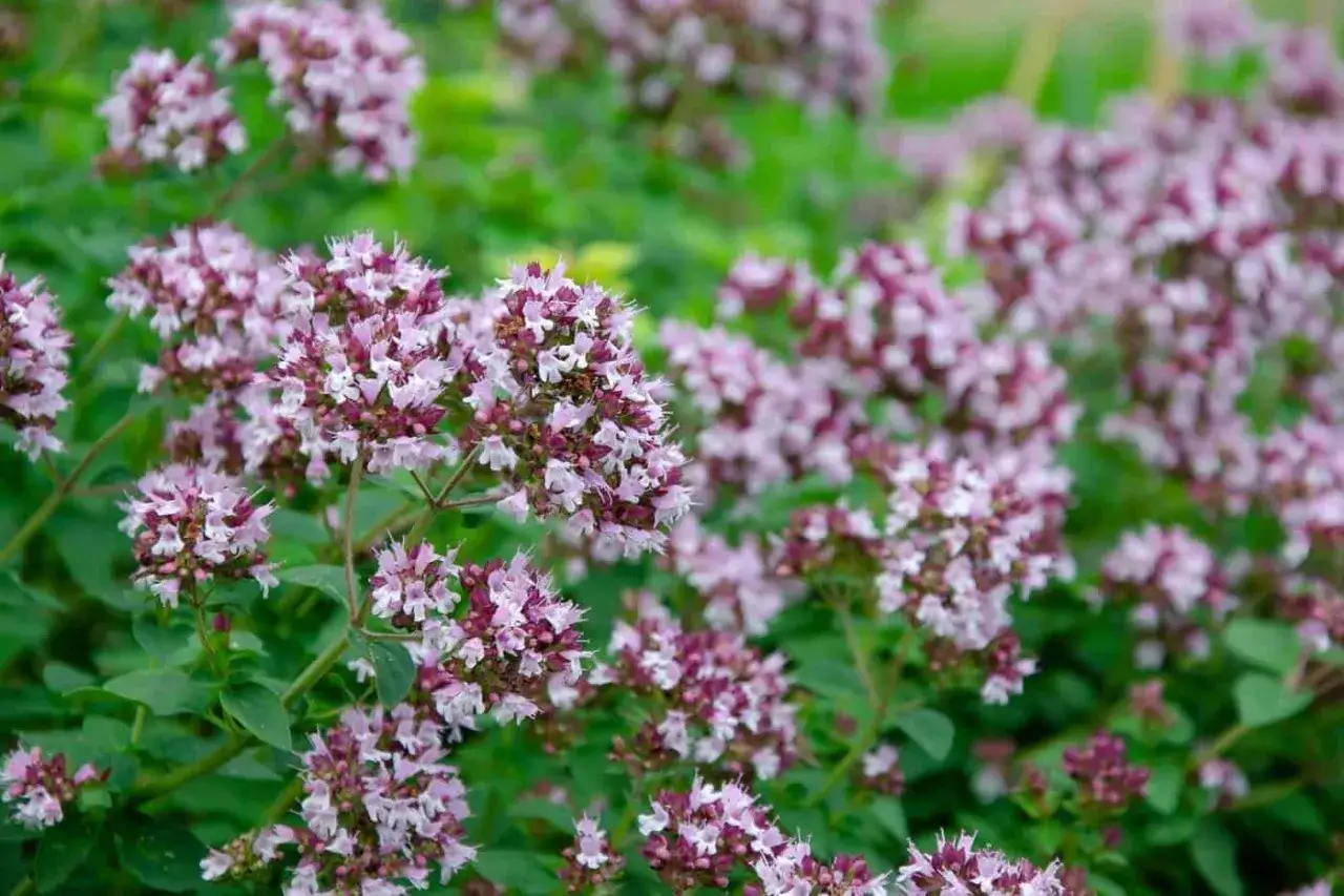 En tät matta av origanum vulgare, med små lila och vita blommor som spirar ur gröna blad.