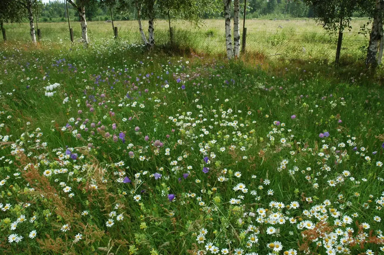 Äng med många svenska blommor, vita prästkragar och lila klätterklockor bland grönt gräs.