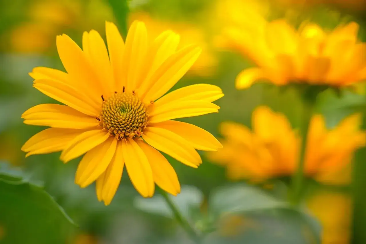 En närbild av en solgul Heliopsis helianthoides med kronblad som sträcker sig utåt. Bakgrunden är suddig grön med fler blommor.