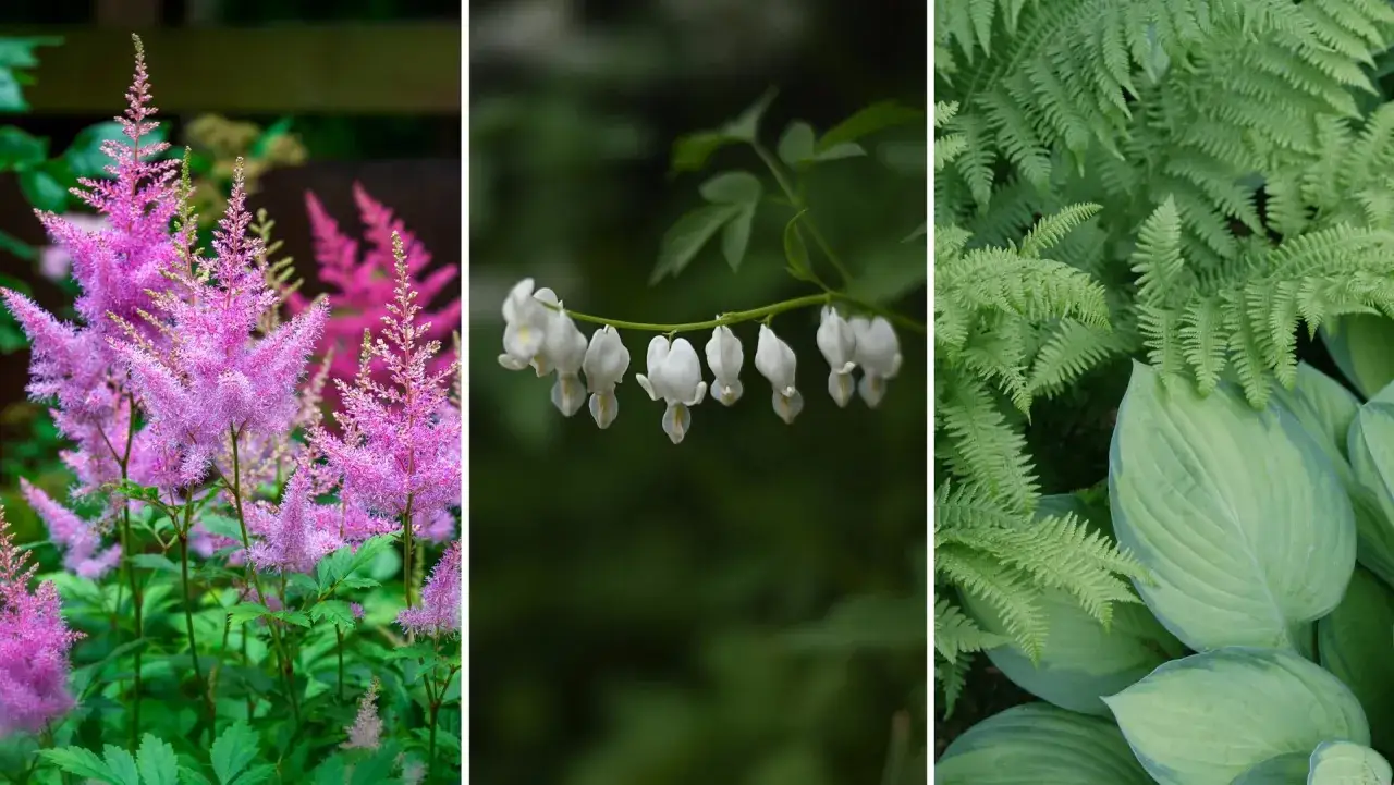 Rosa astilbe, vita hjärtblommor och gröna ormbunkar trivs i perenn skugga.