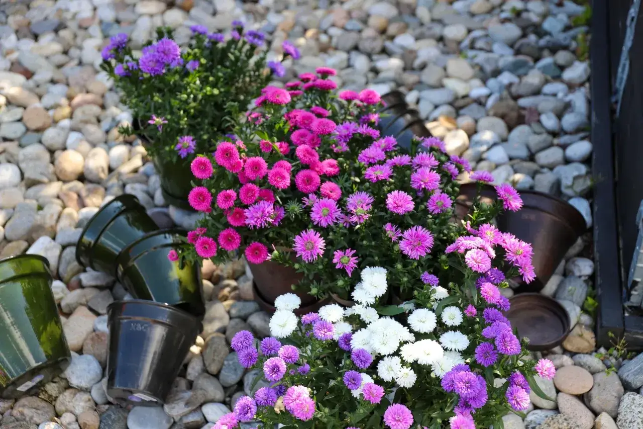 Färgglada aster amellus-blommor i krukor på grus. Lila, rosa och vita blommor lyser upp.